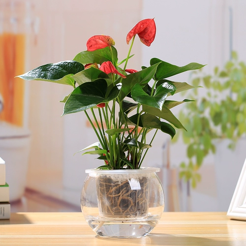 Гидропонная белая пальмовая пальмовая пальмовая стеклянная стекло Гидропонное растение всасывание