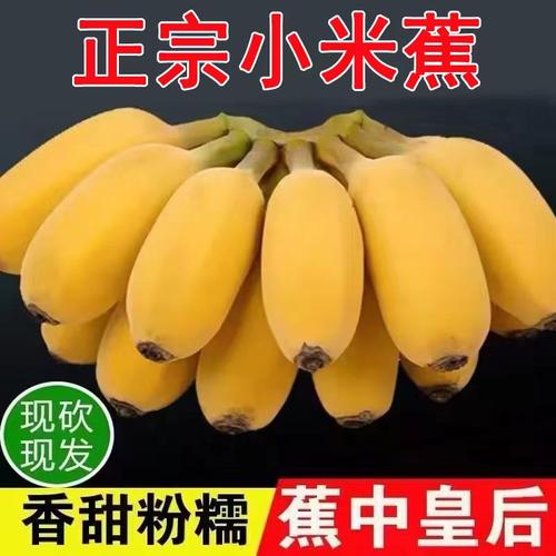 广西小米蕉当季水果新鲜9斤自然熟banana整箱苹果蕉香蕉芭蕉包邮