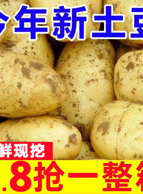 正宗山东新鲜中土豆5黄皮黄心当季土豆农家蔬菜带10斤马铃薯
