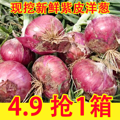 新鲜水果洋葱9斤紫皮圆葱蔬菜当季扁小洋葱头甜味生吃脆甜