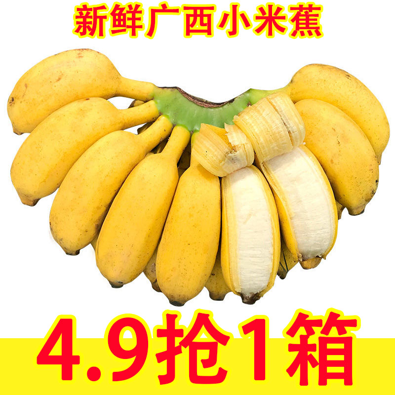 正宗广西小米蕉香蕉9斤新鲜水果整箱当季鲜苹果蕉自然熟粉蕉包邮