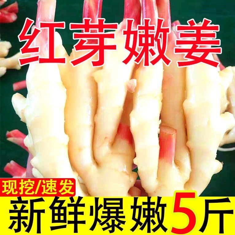 红芽嫩姜新鲜5斤仔姜现挖生姜泡姜芽腌制农家蔬菜子姜大鲜姜