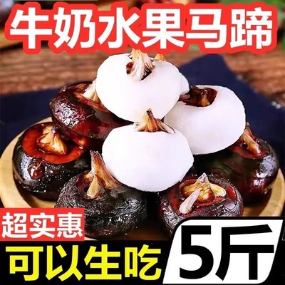 广西新鲜马蹄5斤荸荠当季水果栗梨大果农家自种脆甜饽荠整箱