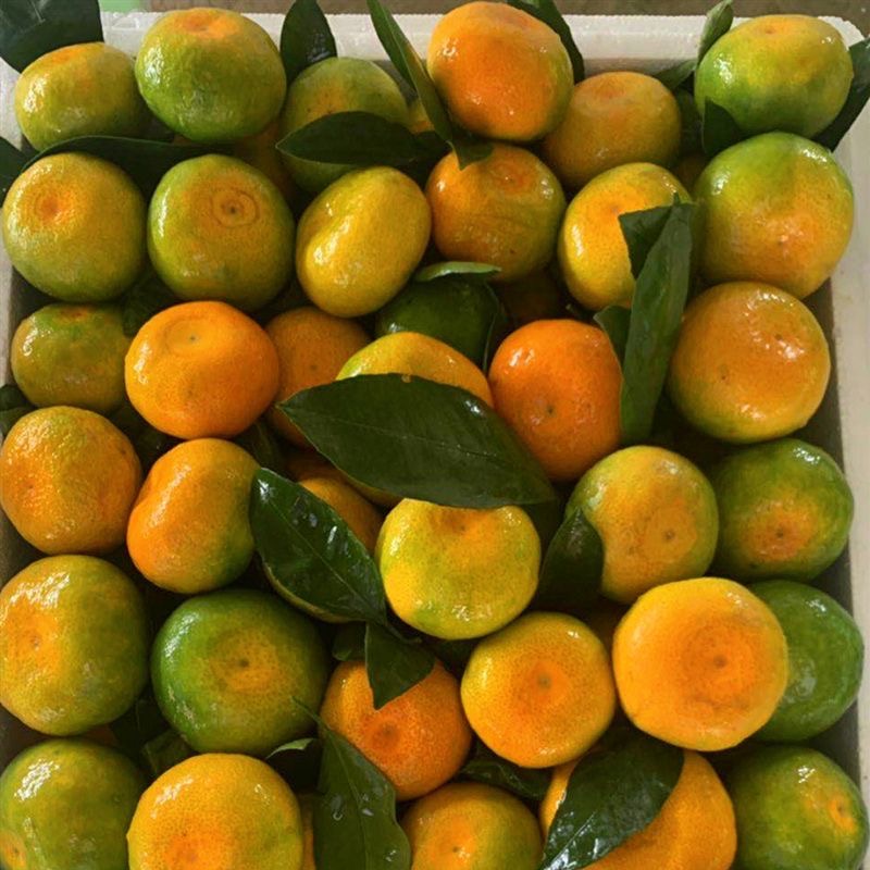 2025新鲜橘子蜜橘9斤桔子蜜桔整箱新鲜青皮孕妇水果当季柑橘小青