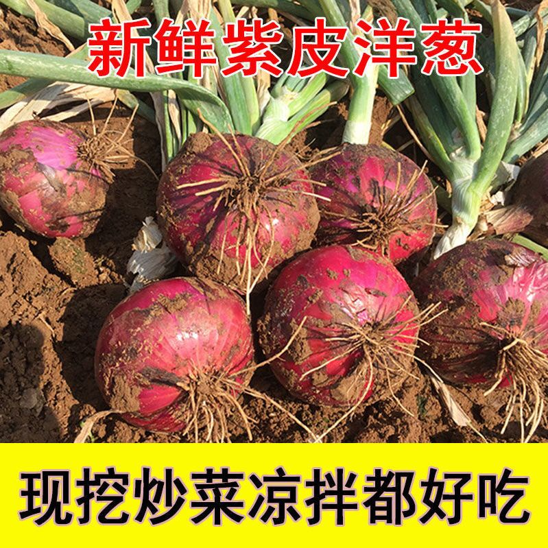 新鲜紫皮洋葱脆甜水果洋葱圆葱蔬菜红皮特产农家现挖元葱9斤
