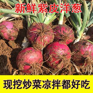 新鲜紫皮洋葱脆甜水果洋葱圆葱蔬菜红皮特产农家现挖元葱9斤