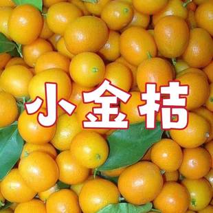 广西桂林脆皮小金桔5斤新鲜纯甜水果脆甜冰糖金桔应当季整箱包邮