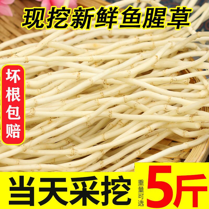 现挖鱼腥草根新鲜折耳根嫩根节节根农家自种四川贵州湖北当季蔬菜