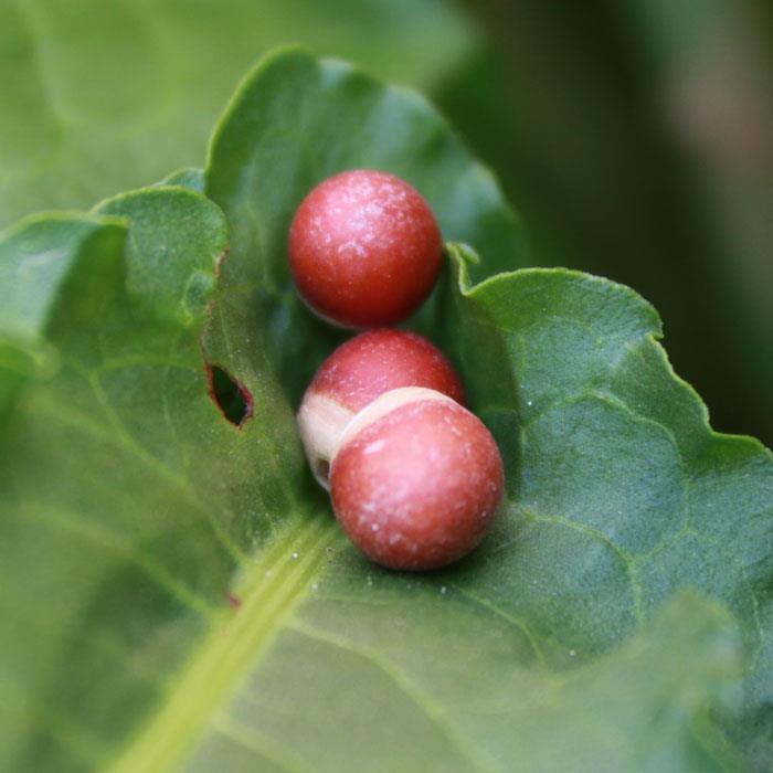 皮农家干货特产野芡实米芡生实250g鸡头红米可磨粉无臭味HBB新货