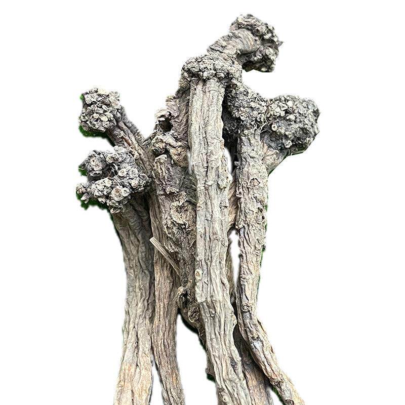 野生参老人特级5纯00gAKX高党山无硫汤干货狮子头自然图案参款