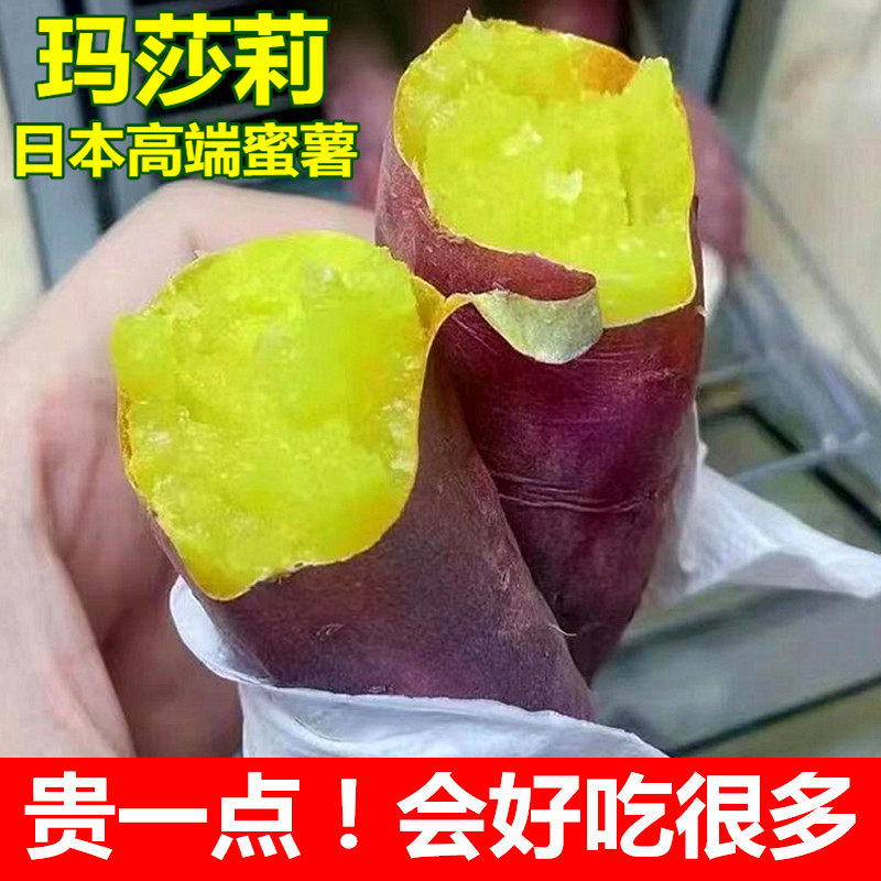 正宗玛莎莉新鲜红薯软糯香甜黄壤糖心番薯地瓜板栗蜜薯现挖