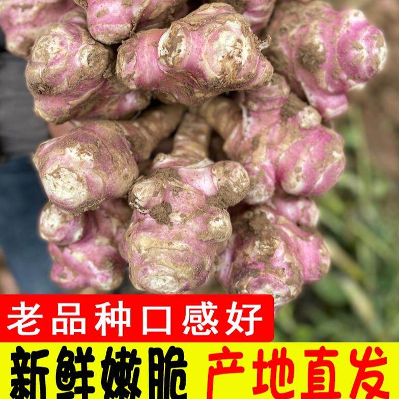 现货新鲜红皮洋姜种子鬼子姜不辣生菊芋泡菜腌制菜蔬菜5斤装产地m