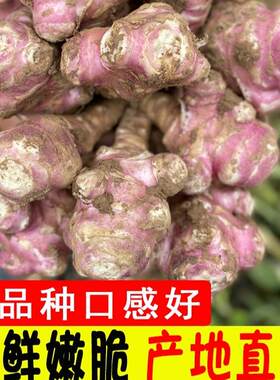现货红皮洋姜姜不辣新鲜现挖