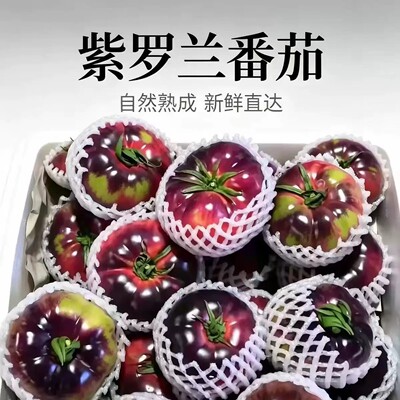山东特产紫罗兰番茄新鲜现摘丑番茄火山紫马蹄番茄西红柿顺丰包邮