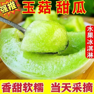 正宗冰淇淋玉菇甜瓜新玉姑茹甜瓜香瓜当季新鲜水果整箱现摘蜜瓜9