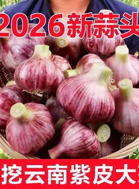 正宗新鲜紫皮红鲜蒜头25年新货多瓣香蒜红皮香辣蒜5斤新品大蒜头