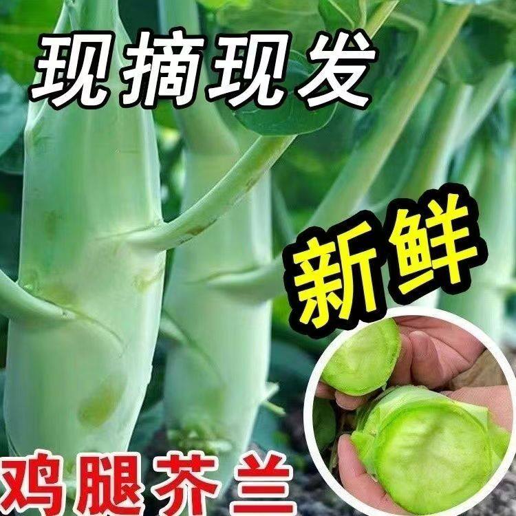 广东芥兰鸡腿大芥蓝新鲜应季时令蔬菜农家自种现摘绿色青菜下饭菜