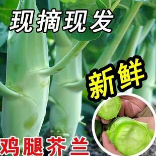 广东芥兰鸡腿大芥蓝新鲜应季 时令蔬菜农家自种现摘绿色青菜下饭菜