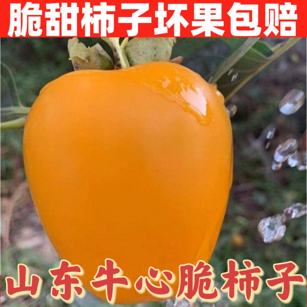 山东沂蒙山牛心脆柿子糖心脆甜