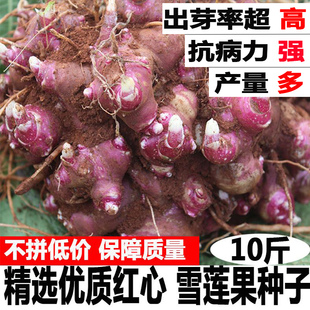 雪莲果种子10斤新鲜黄心高产种云南优质良种雪莲果红心水果种植子