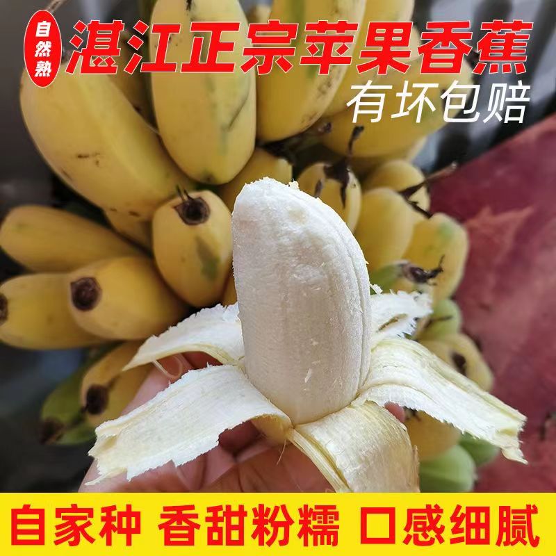 正宗天宝蕉大果新鲜香蕉5斤自然熟当季水果粉蕉小米蕉现摘现发m
