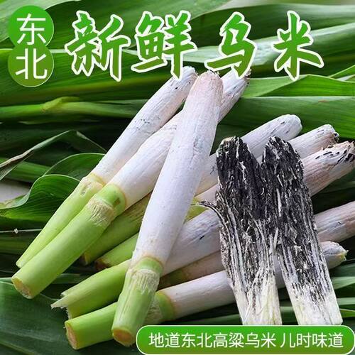 东北特产高粱乌米新鲜现摘