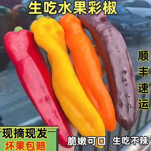 顺丰生吃水果甜椒现摘长彩椒爽脆多汁颜色随机发货新鲜甜椒500克