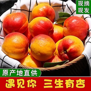 甘肃大黄杏现摘甜杏子孕妇新鲜水果现摘现发超甜大果杏子5斤