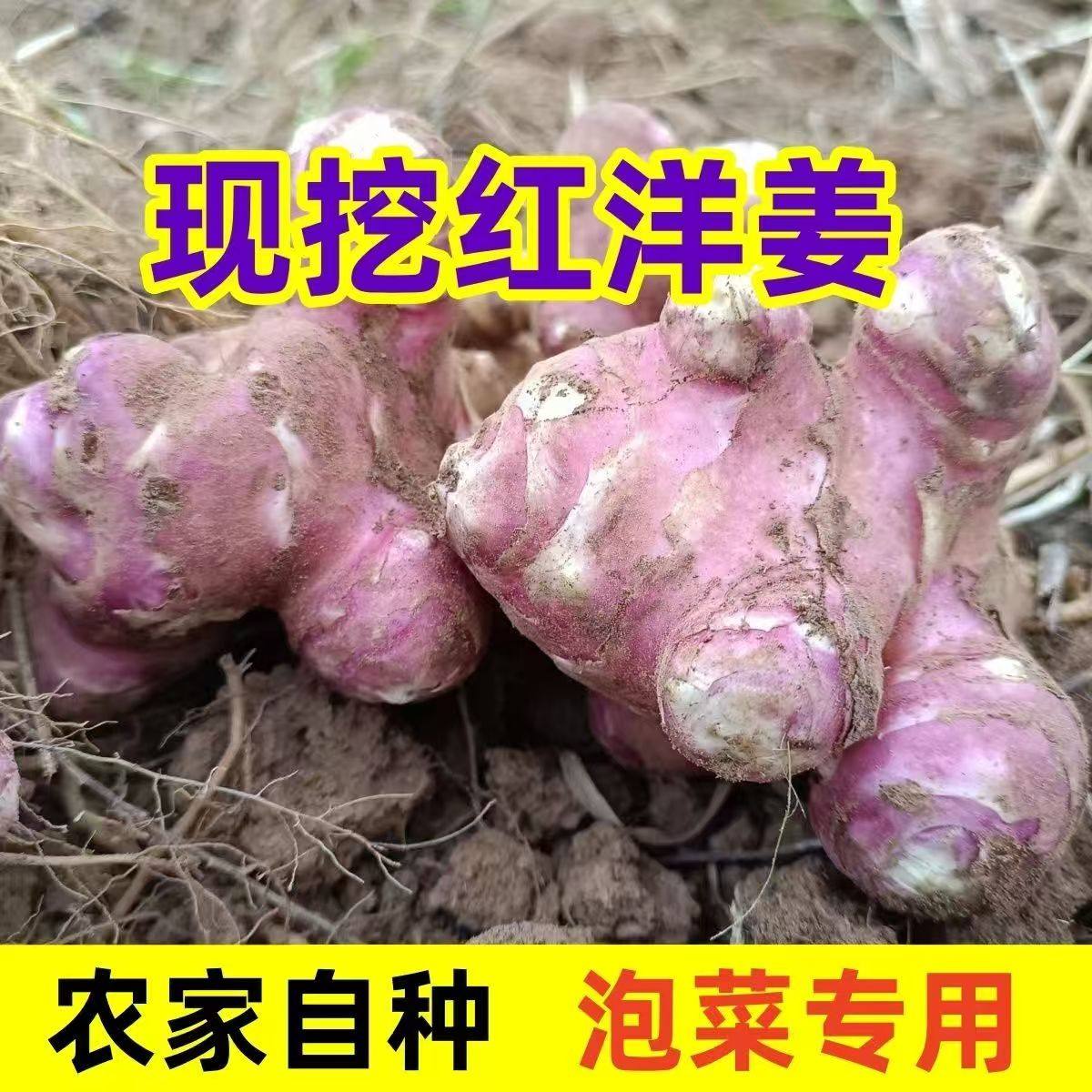 2026红皮洋姜新鲜现挖农家自种鬼子姜洋生姜时令蔬菜可酱菜腌制泡