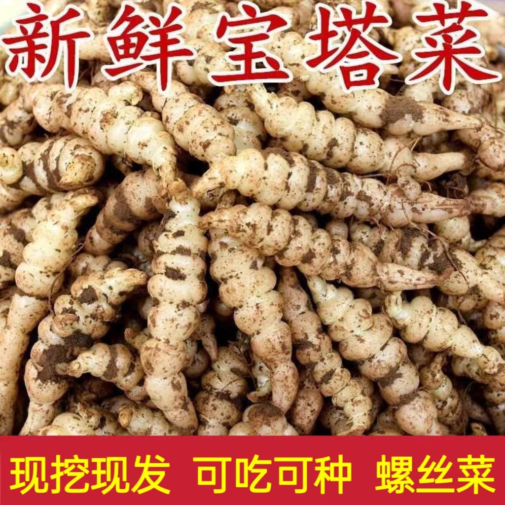 现挖宝塔菜螺丝菜地牯牛腌制泡