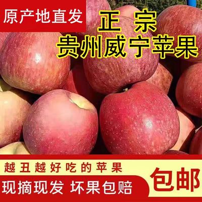 正宗杨华毕节现摘现发