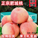 水蜜桃现摘现发12个大果礼盒装 山东泰安新鲜肥城肥桃脆桃当季 顺丰