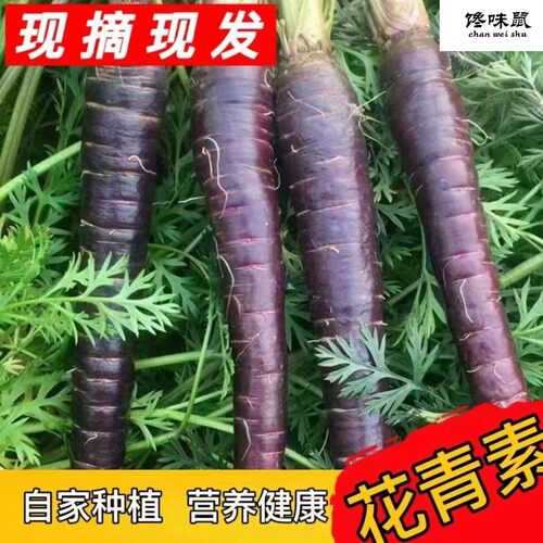 新鲜萝卜现挖紫色萝卜水果生吃
