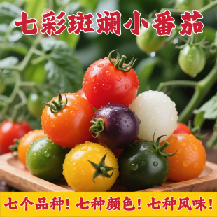 山东寿光七彩小番茄圣女果新鲜现摘小柿子6-7个品种多彩色小番茄