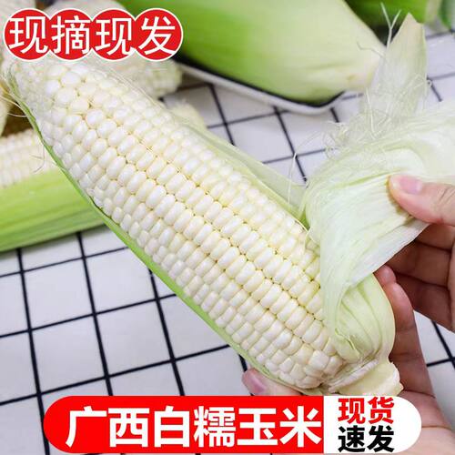 2026新鲜牛奶玉米白糯玉米新摘