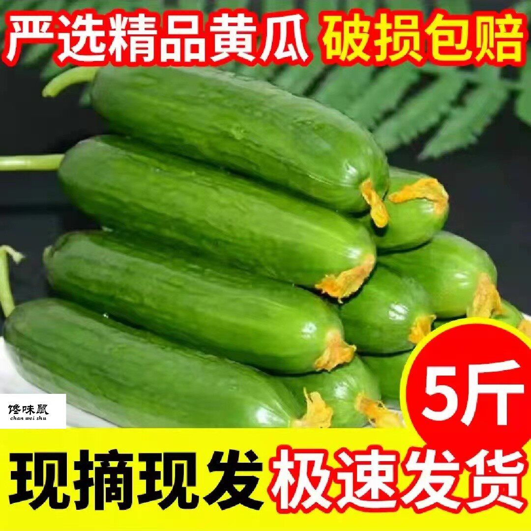 寿光水果黄瓜新鲜无刺小黄瓜生吃水果小青瓜蔬菜农家旱瓜现摘现发