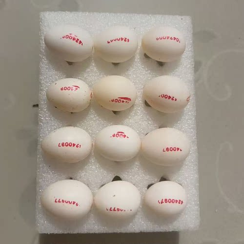 玄凤鹦鹉受精蛋可人工孵化鹦鹉蛋