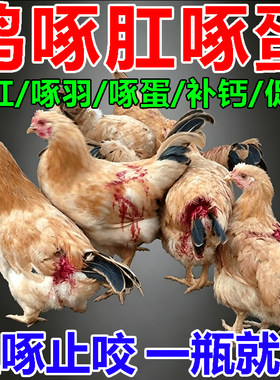 【喂后鸡不啄蛋啄肛啄毛】