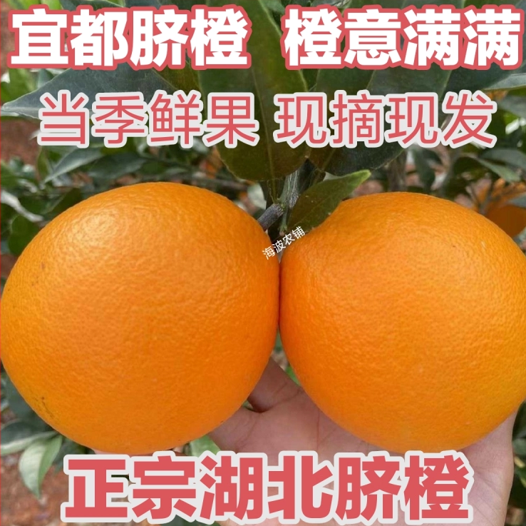 【已卖完】宜都新鲜水果当季现摘青黄皮脐橙橙子秭归纽荷尔甜橙