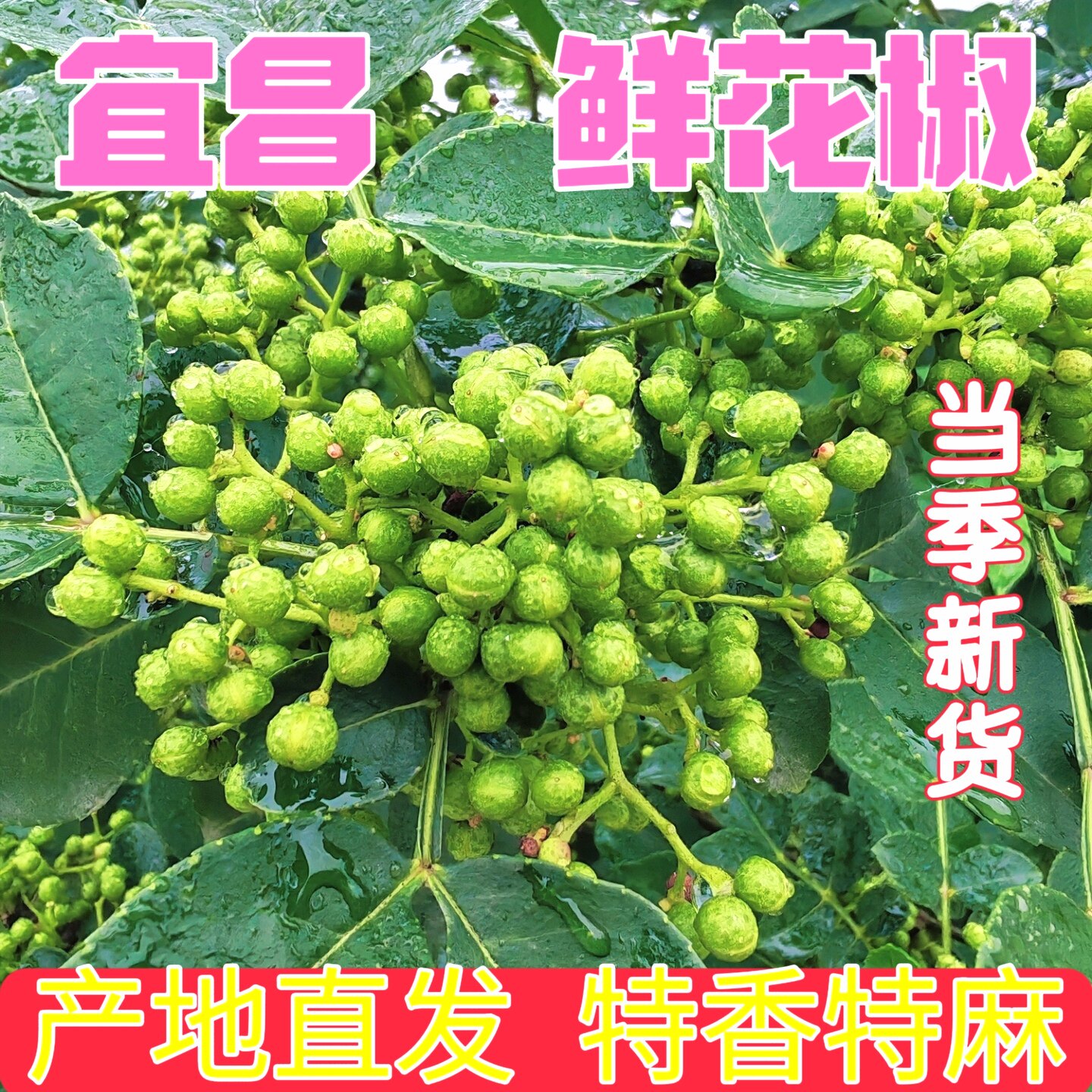 2026当季新货湖北宜昌宜都现摘特产新鲜青麻花椒农家本地特产大颗