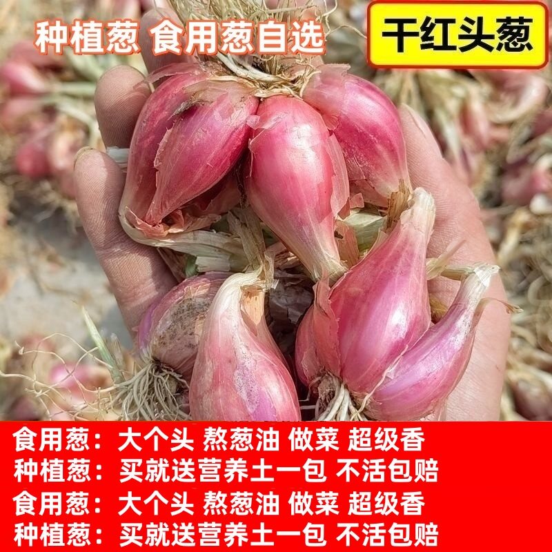 y广东四川四季红红葱头香葱头干葱头火葱头种葱小葱头四季小香葱