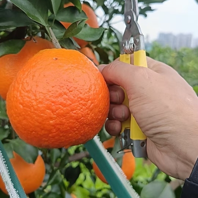 四川眉山爱媛果冻橙12月新品次日采摘天然新鲜酸甜可口足称发货