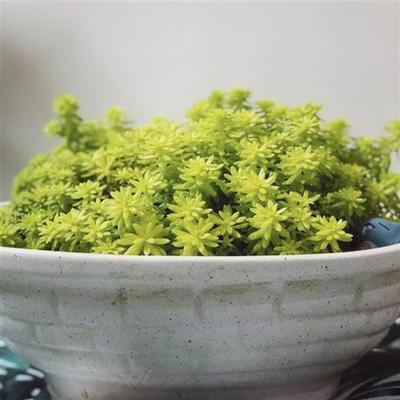 花与花器 佛甲草盆栽 花园庭院地栽金叶草坪多年生地被绿植物耐寒