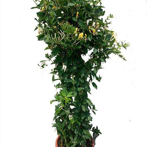 金银花树苗爬藤食用金银花苗浓香花卉耐寒植物鸳鸯藤盆栽好养植物,鲜花速递/花卉仿真/绿植园艺,藤本/攀援植物,淘宝优惠券,粉丝福利购,淘宝优惠卷