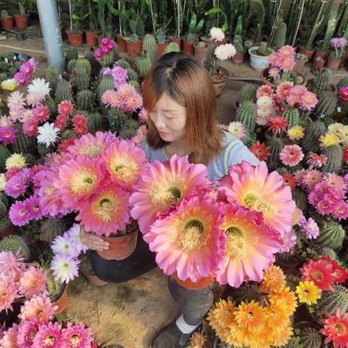 毛花柱飞碟经典大花品种多肉植物仙人球黄金妞阳台庭院绿植盆栽