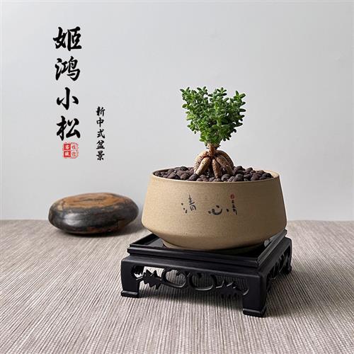 姬红小松多肉植物新中式室内办公室盆栽客厅新奇好养开花块根盆景