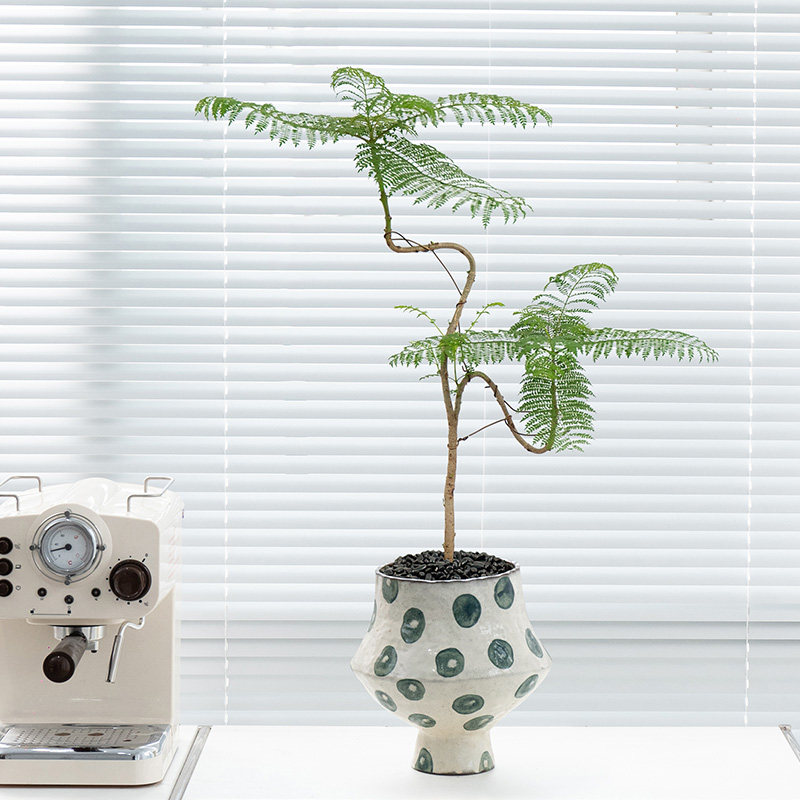 花城水调蓝花楹盆栽客厅室内办公室桌面盆景花卉植物高级感绿植