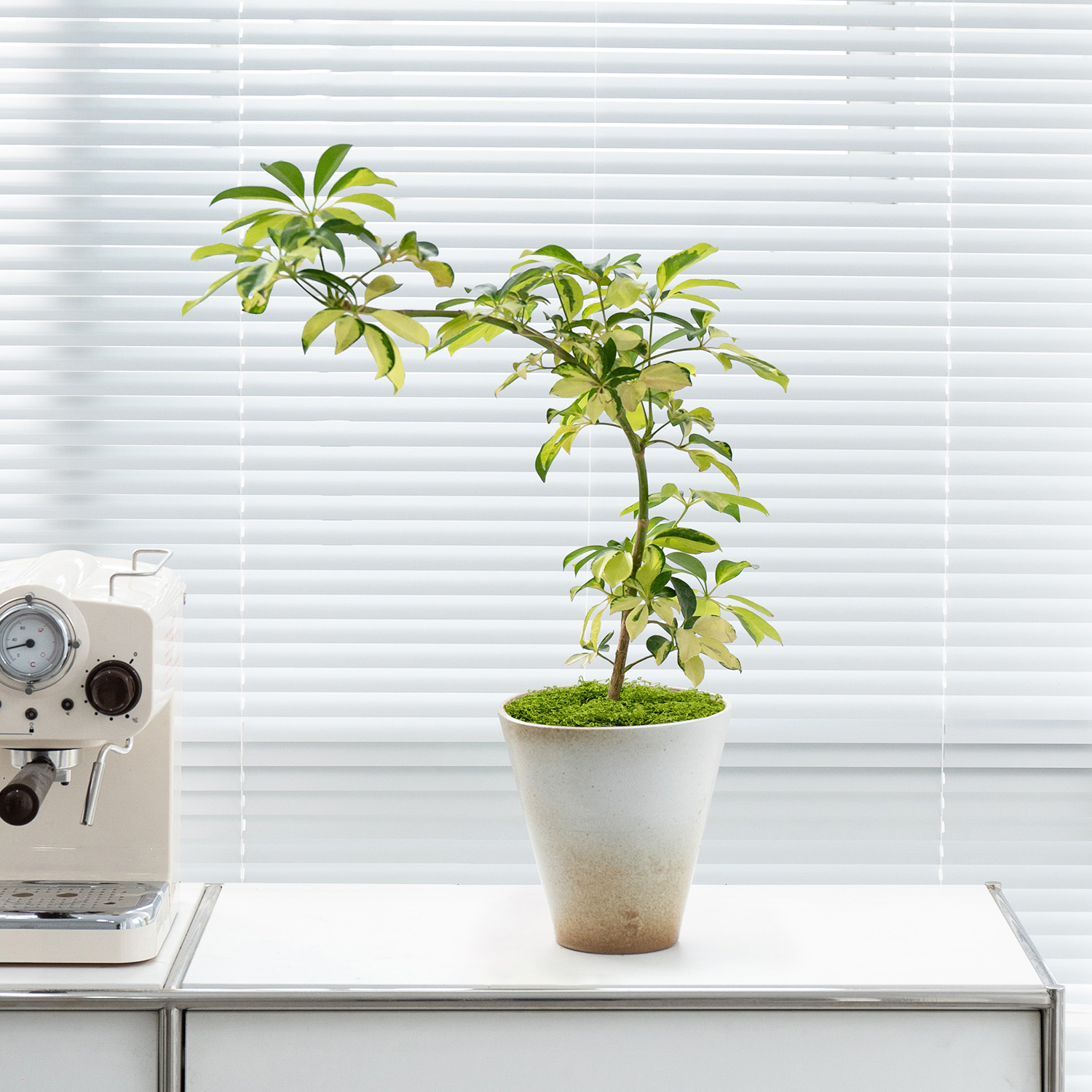 办公财位绿植鸭脚木盆栽桌面