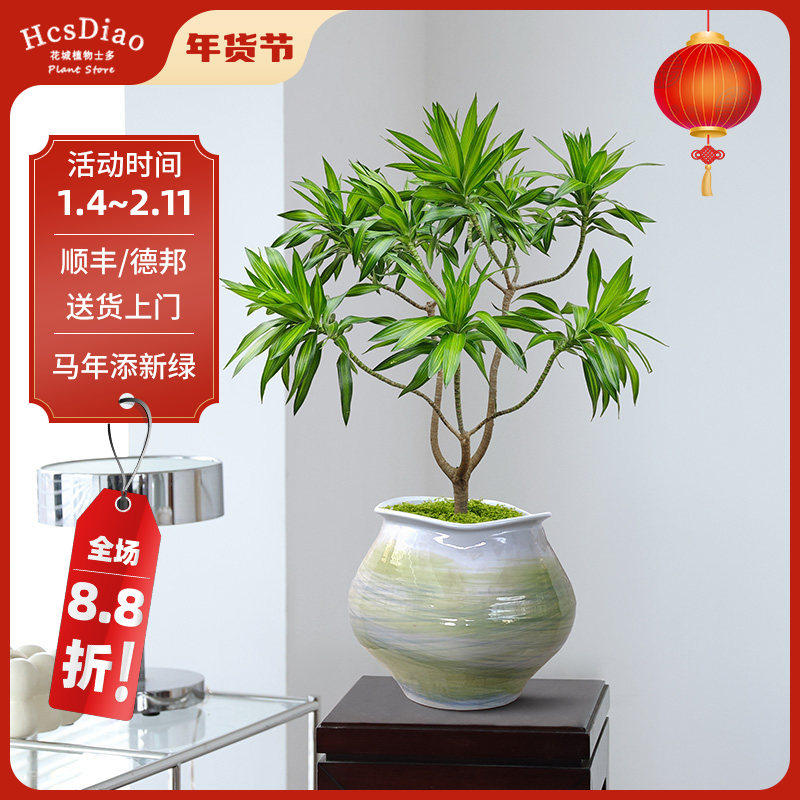 金心百合竹绿植室内客厅电视柜旁玄关装饰摆件简约四季好养活植物