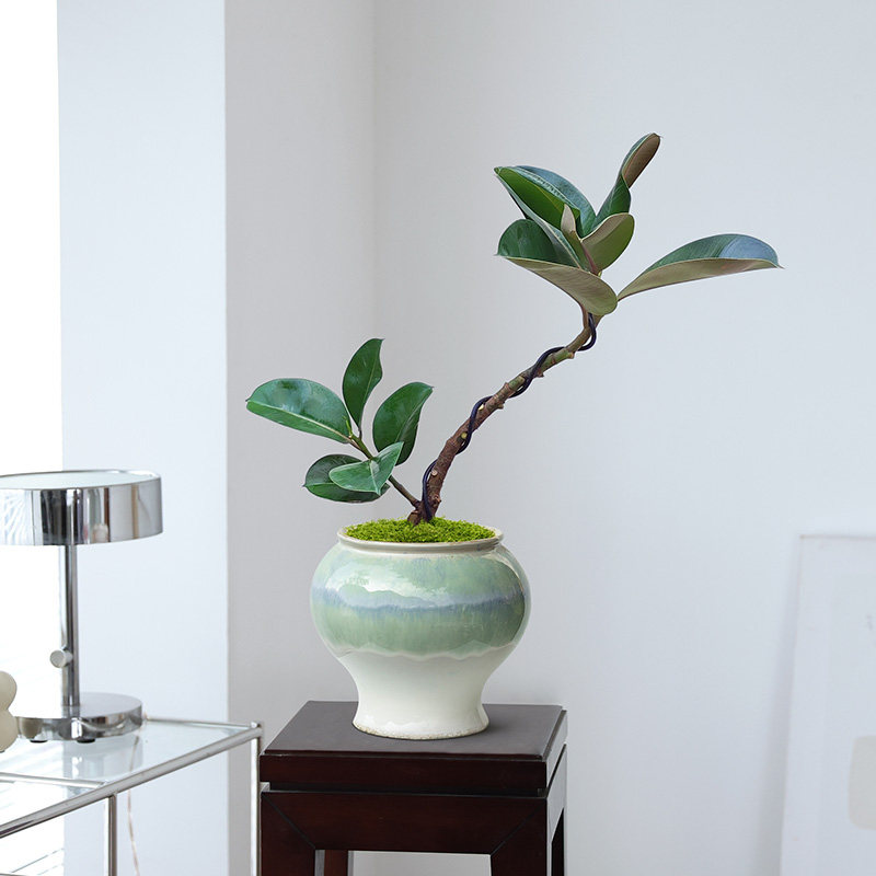 绿金刚橡皮树盆栽室内客厅办公室好养活办公桌面摆件绿植盆景独特